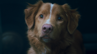 「這是一封寫給狗的情書。」從狗的視角，看見人類最深的孤獨與愛 ── 專訪《乖狗狗》導演班利昂伯格