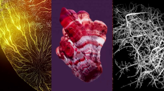 破解顯微鏡下的視野！Houdini 外掛 GGro 測試版開放中，免費創造有機生長動畫